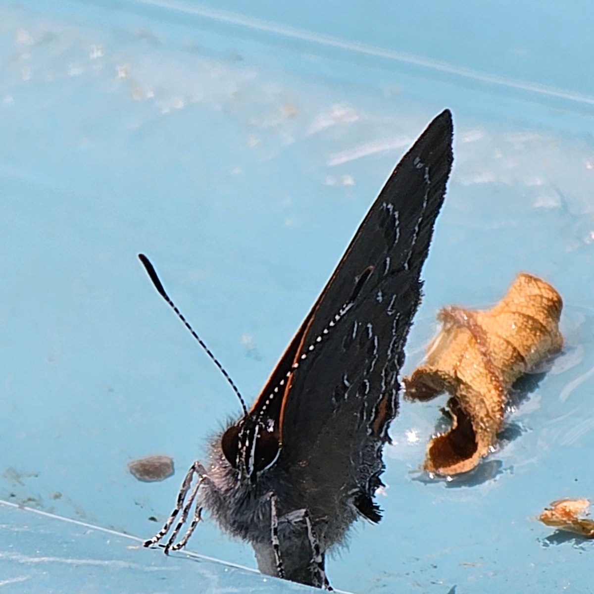 Wildlife/Backyard Photography: Do Butterflies Pose for the&nbsp;Camera?